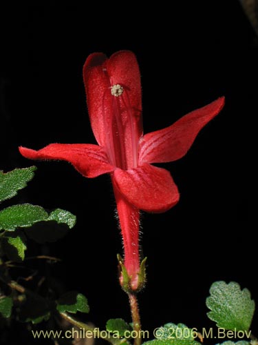 Image of Asteranthera ovata (Estrellita). Click to enlarge parts of image.